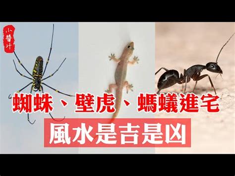 四腳蛇風水